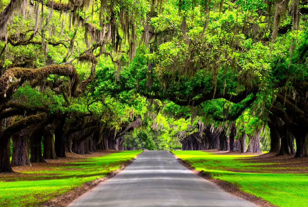 Explore the Rich History and Natural Beauty of Charleston's Plantation 